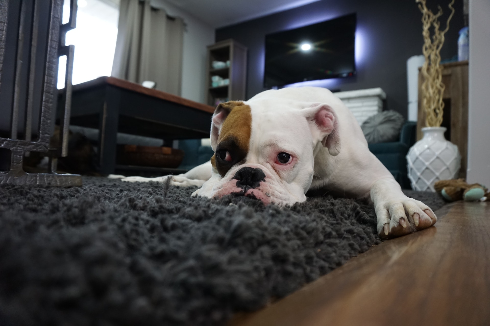 A white boxer dog with a large brown spot over one eye lays on a shaggy charcoal carpet. One paw rests on a hardwood floor that meets the carpet. In the background is a modern living room, full of furniture and shelves.